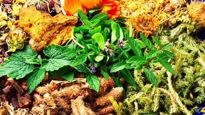 manfaat tumbuhan obat tradisional