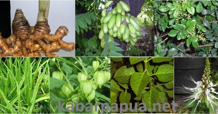manfaat tumbuhan obat tradisional