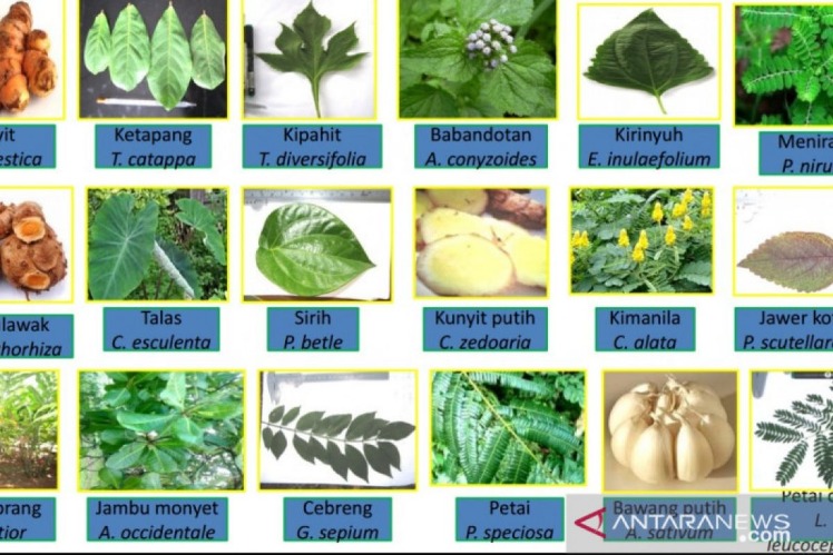 manfaat tumbuhan obat tradisional