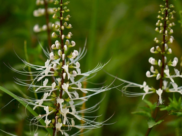 obat alami dari tanaman