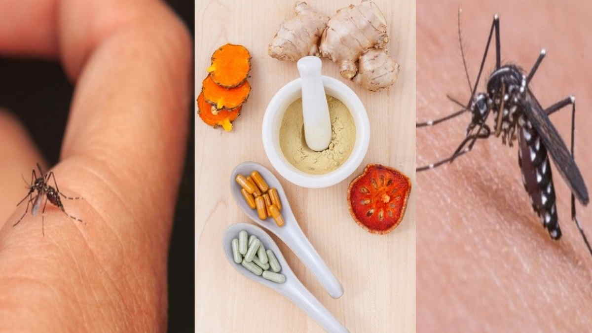 obat herbal untuk demam
