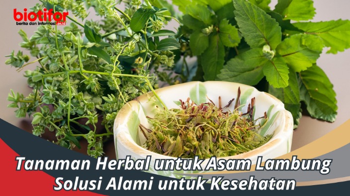 ramuan herbal untuk GERD