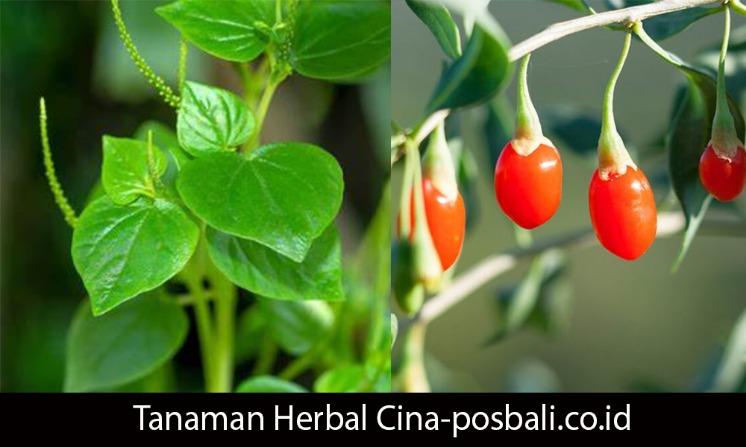 tanaman herbal untuk pengobatan