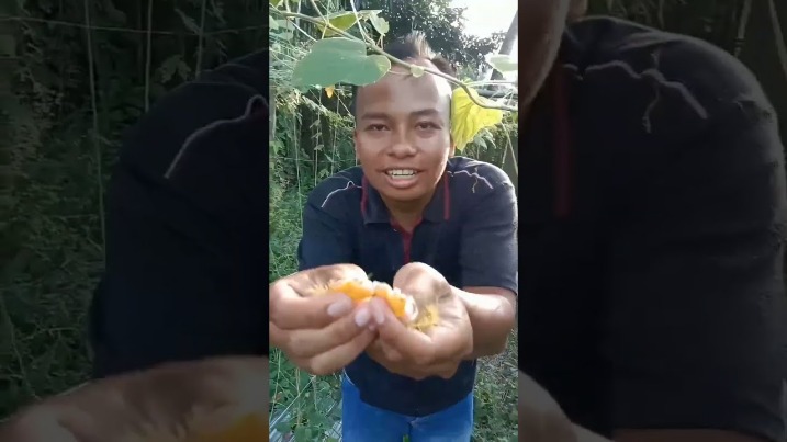 tanaman herbal untuk pengobatan
