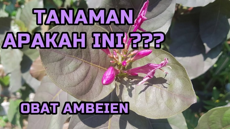 tanaman obat untuk infeksi