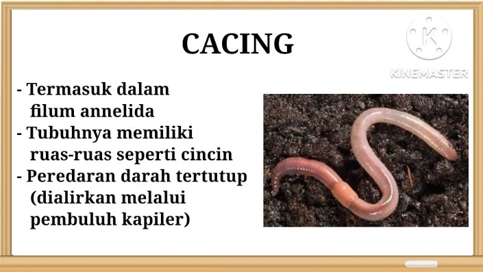tanaman pelancar peredaran darah