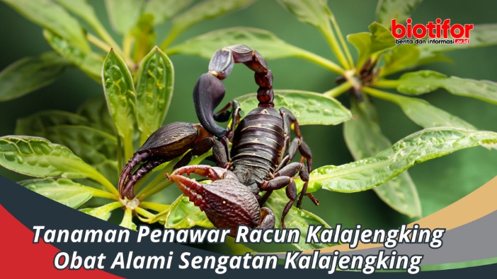 tanaman penyembuh alami