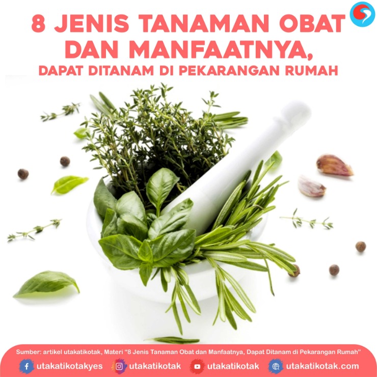 tanaman untuk kesehatan otak