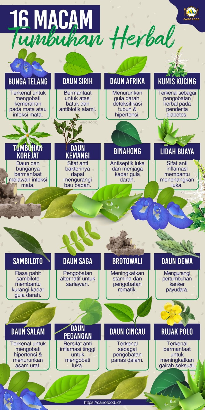 tanaman untuk sakit perut