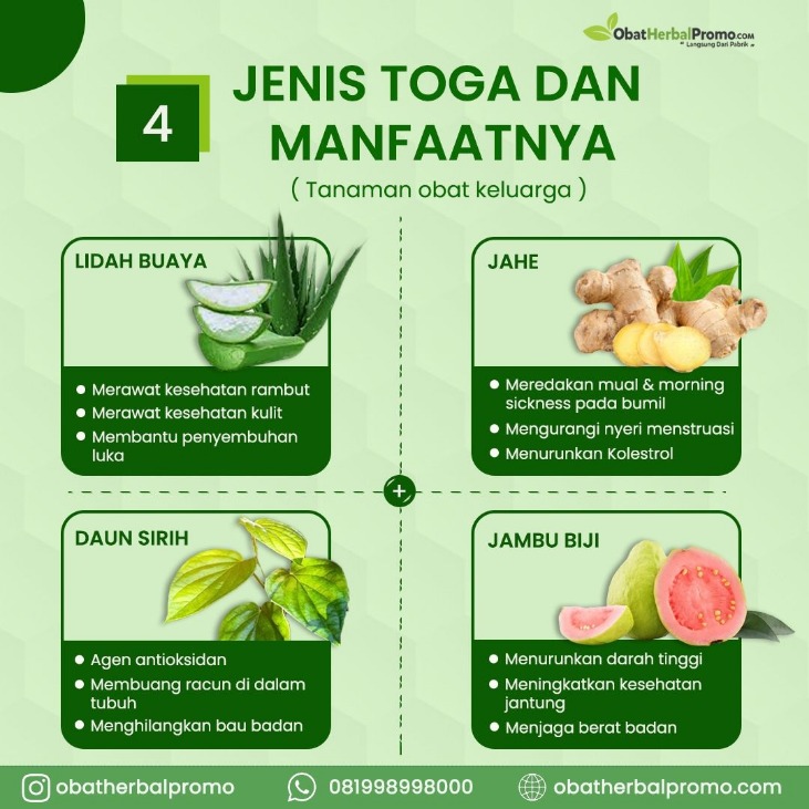 tumbuhan herbal untuk kesehatan