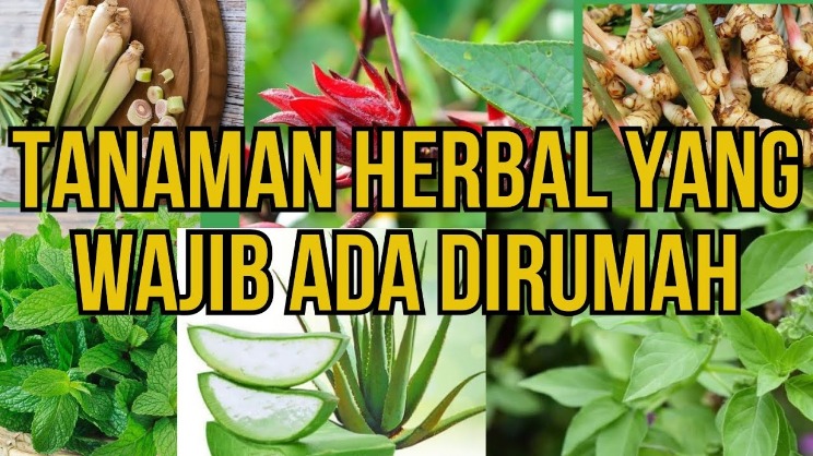 tumbuhan herbal untuk kesehatan