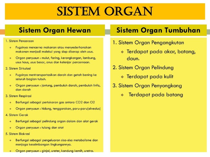 tumbuhan pelindung usus
