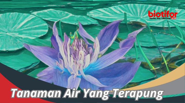 tumbuhan peningkat konsentrasi