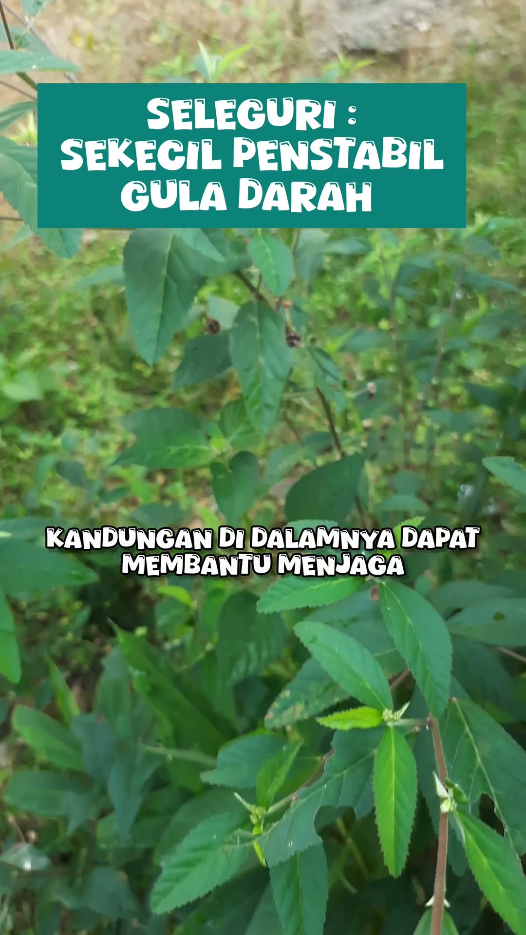 tumbuhan penstabil gula darah