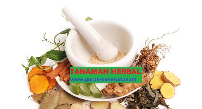 tumbuhan penyembuh sakit kepala