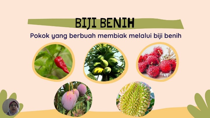 tumbuhan penyembuh sakit kepala