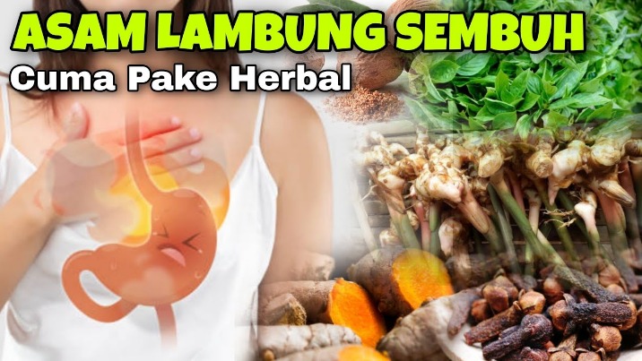 tumbuhan untuk maag dan asam lambung